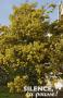 ACACIA dealbata 'Gaulois Astier' ½TG C9L