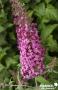 BUDDLEJA davidii 'Pink Delight' FF C4.5L
