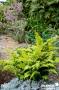 CHAMAECYPARIS obtusa Fernspray Gold C3.7L-DECO