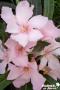 NERIUM oleander 'Alsace' 6/8BR C7L