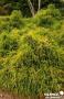 CHAMAECYPARIS pisifera Sungold C3.7L-DECO