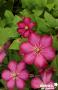CLEMATIS 'Ville de Lyon' FF 3TUT C2L