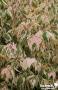 ACER negundo 'Flamingo' C10L