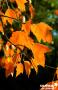 ACER freemanii 'Armstrong' BALIV C15L