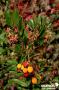 ARBUTUS unedo Roselily® FF C4.5L