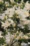 AZALEA 'Adonis' Ø20/30 C2L-RC