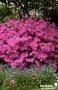 AZALEA 'Amoena' Ø20/30 C2L-RC