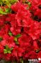 AZALEA 'Arabesk' Ø20/30 C2L-RC
