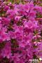 AZALEA 'Blue Danube' Ø20/30 C2L-RC