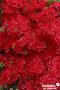 AZALEA 'Hino-Crimson' Ø20/30 C2L-RC