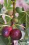 FIGUIER Violette 'Dauphine' TG-H110 C10L