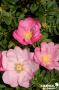 ROSIER 'Fru Dagmar Hastrup' Dagmar Hastrup C4.5L