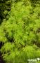 ACER palmatum 'Seiryu' C4.5L