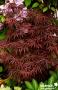 ACER palmatum 'Trompenburg' C4.5L