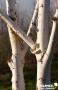 BETULA utilis CEP-3BR C15L