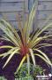 CORDYLINE australis 'Sundance'® FF C4.5L
