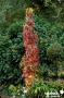 LIQUIDAMBAR styraciflua 'Slender Silhouette' BALIV C15L