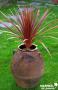 CORDYLINE australis 'Red Star'® FF TFE C4.5L