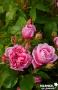 ROSIER 'Comte de Chambord' ANC C6L