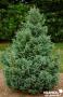 CHAMAECYPARIS pisifera 'Boulevard' FF SOL C10L