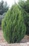 CUPRESSOCYPARIS leylandii 2001 FF 125/150 C15L