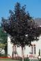 ACER platanoides 'Crimson King' BALIV C15L