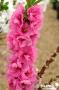 PECHER persica Pink Peachy FF TG H40 C10L