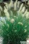 PENNISETUM ALOPECUROIDES LITTLE BUNNY C2L