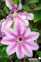 CLEMATIS 'Nelly Moser' FF 3TUT C2L