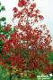 LIQUIDAMBAR styraciflua 'Thea' BALIV C15L