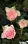 ROSIER 'Greta' C6L