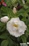 ROSIER 'Dame Blanche' C4.5L