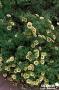 HALIMIOCISTUS wintonensis 'Merrist Wood Cream' FF C4.5L