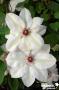 CLEMATIS 'Miss Bateman' FF 3TUT C2L