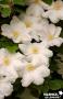 CLEMATIS 'Mme Le Coultre' FF 3TUT C2L