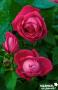 ROSIER 'Baron J.b.Gonella' ANC C6L