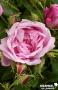 ROSIER 'Miranda' ANC C6L