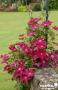 CLEMATIS 'Rouge Cardinal' FF 3TUT C2L
