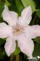 CLEMATIS 'Pink Fantasy' FF 3TUT C2L