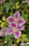 CLEMATIS 'Piilu' FF 3TUT C2L