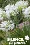AGAPANTHUS UMBELLATUS BLC C5L