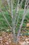 ACER davidii 'Mindavi' Viper® BALIV C4.5L