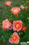 ROSIER 'Barbrio' Briosa COV C6L