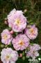 ROSIER 'Barise' Parfum d'Evita® GPT-PALIS C6L