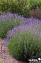 LAVANDULA angustifolia C10L-DECO