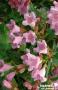 ABELIA 'Edward Goucher' C2L-RC