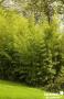 PHYLLOSTACHYS AUREA 4/5BR-150/200-C10L
