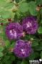 ROSIER 'Cardinal de Richelieu' ANC C6L