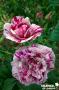 ROSIER 'Ferdinand Pichard' ANC C6L