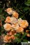 ROSIER 'Ghislaine de Feligonde' GPT-PALIS C6L